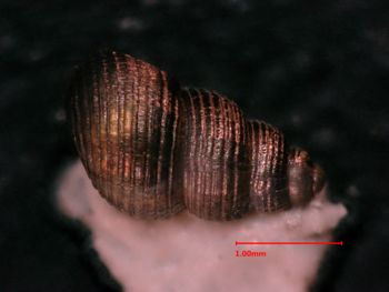 Media type: image;   Malacology 34444 Description: top view of shell;  Aspect: dorsal